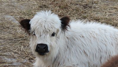 Woman Shares Her Mini Cow’s Bath Routine and It Immediately Goes Viral