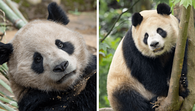 Newsom proclaims ‘California Panda Day’ in honor of debut at San Diego Zoo