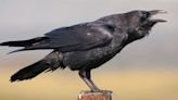 Los cuervos pueden planear cuántas veces emiten llamadas - Diario Hoy En la noticia