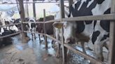 How bird flu virus fragments get into milk sold in stores, and what the spread of H5N1 in cows means for the dairy industry and milk drinkers