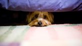 32 everyday fears and phobias in dogs