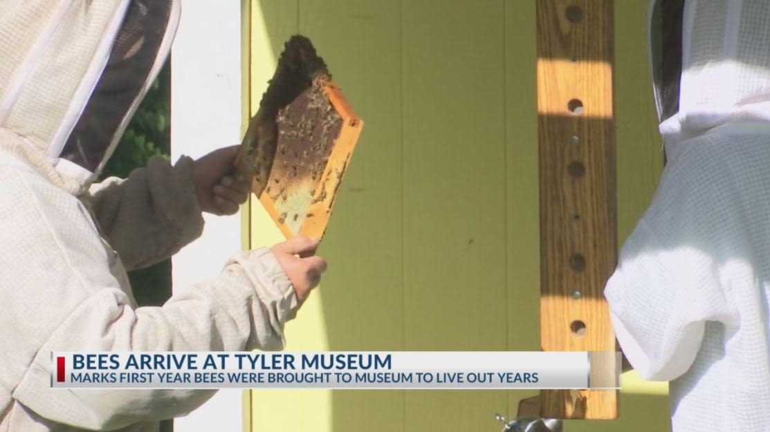 ‘We believe they’ll be happier’: Honeybees arrive at Goodman-LeGrand Museum in Tyler