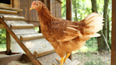 Costco Is Selling Chicken Coops and Members Are Already Crying Foul