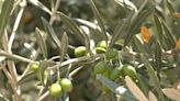 Inquietud entre los olivareros de Córdoba: cortan 30 árboles para llevarse 70 kilos de aceitunas