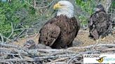One of the eaglets born to Arconic eagles Liberty and Justice has died
