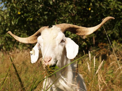 Are goats the GOAT for sustainable land management? Iroquois Park tests their worth