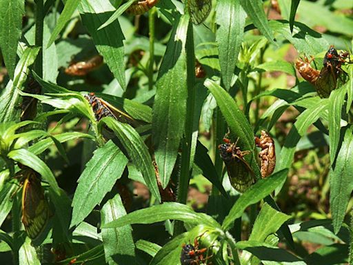 When and where will cicadas be in Illinois? Do they bite? Here's what to know as historic emergence begins