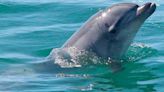 Muere un delfín varado en arroyo de Nueva Jersey