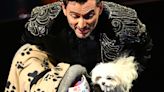 David Tennant (and a dog) achieved what every award show host dreams of