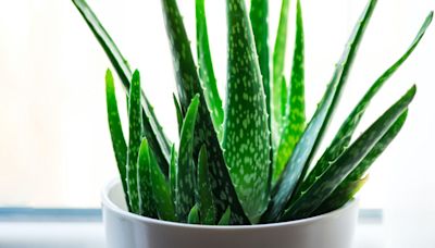 The best window position to keep your Aloe vera plant happy