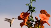 What hummingbirds does Oklahoma have? Migration map shows common species seen in state