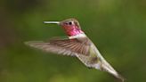 Hummingbirds are ‘on the go’ in California. Here’s what you’ll see and how to attract them