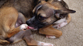 Why Do Dogs Lick Their Paws? Vets Explain Causes, Treatments and Preventives