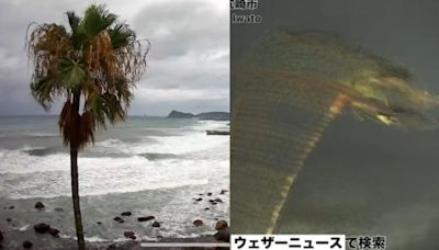 挺過4次颱風！日本「椰樹君」用生命力抗珊珊 上萬網友集氣