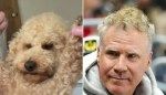 Everyone says my dog looks exactly like Will Ferrell: ‘Spitting image’