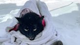 Cat rescued in Michigan was frozen to the ground, 'barely alive'