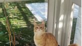 Chef Bobby Flay Celebrates His Gorgeous Maine Coon Cat Canelo's Birthday