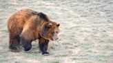 Feds Outline Plan to Move Grizzly Bears Into Northwest Washington State