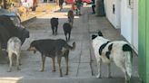 Indagan en Oaxaca abuso físico y sexual contra perros; van 3 casos de crueldad animal en 24 horas