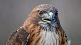 Hawk appears to drop snake on woman before attacking to get it back