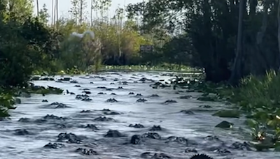 ‘There’s gators everywhere.’ Mass alligator gathering investigated in Georgia canal