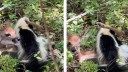 Watch: Skunk Tries to Eat a Live Whitetail Fawn