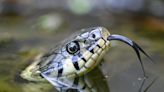 A woman in Wisconsin says she found snakes all around the hotel she was staying at: in the pool, in the hot tub, and even in the hallway slithering under a door into a guest's room