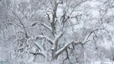 Photos: Latest storm brings blanket of snow to Grapevine