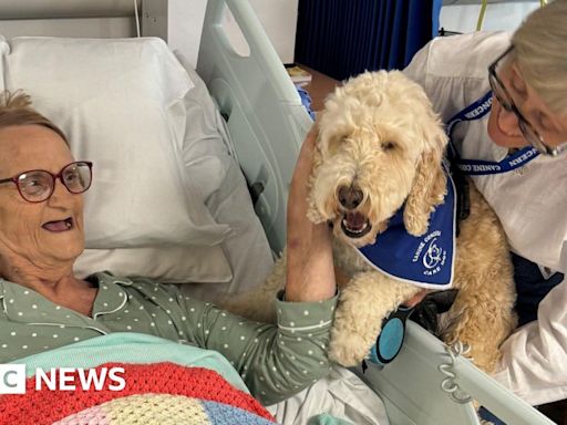 Therapy dog Ted the cockerpoo makes his first hospital visit