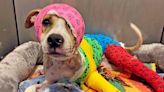 After She Was Doused in Gas and Set on Fire, This Dog's Road to Recovery Is Paved With Love