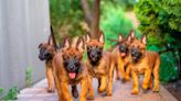 Belgian Malinois Puppies Join Yoga Class and the Cutest Chaos Ensues