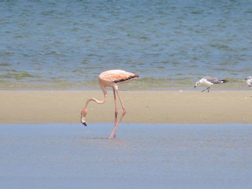 'My heart stopped for a beat': Another flamingo sighting at Cape Cod beach. See the photos