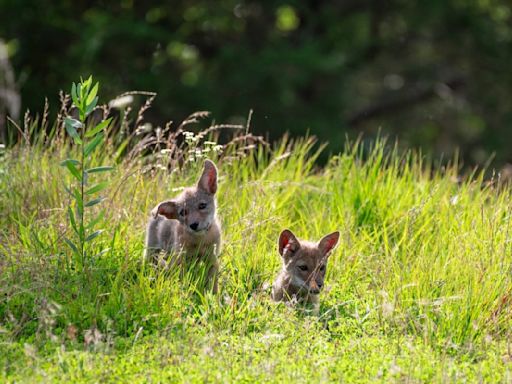 San Diego Humane Society Releases Nine Coyote Pups Back Into the Wild After Half a Year of Care