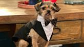 Tiny Dog Found Wandering Around L.A. Becomes a Sitcom Superstar After Lucky Chance Encounter (Exclusive)