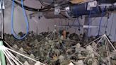 Police find 214 cannabis plants after reports of 'persistent smell'