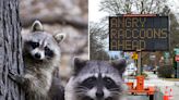 Sign in Washington hacked to display surprising warning about ‘angry raccoons’