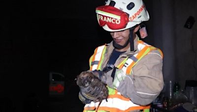 Zapopan: Bomberos rescatan a cachorro de una coladera