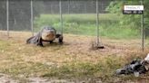 "Un dinosaurio": así fue la arriesgada captura de un caimán de más de 12 pies de largo en Florida