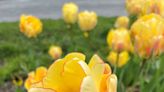 Here are some tulip varieties you'll see at Washington Park's Tulip Fest