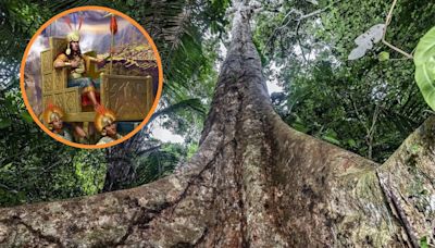 Shihuahuacos, los árboles de la selva peruana que crecieron antes del surgimiento del Imperio Inca: ejemplares corren el riesgo de ser talados