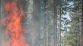 Calforests applauds funding for wildfire prevention, preparedness in Governor Newsom’s May Revision