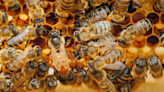 Female honeybees may pass down 'altruistic' genes