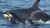 Consejos del MITECO y el MITMA en caso de avistamientos con orcas en el Estrecho