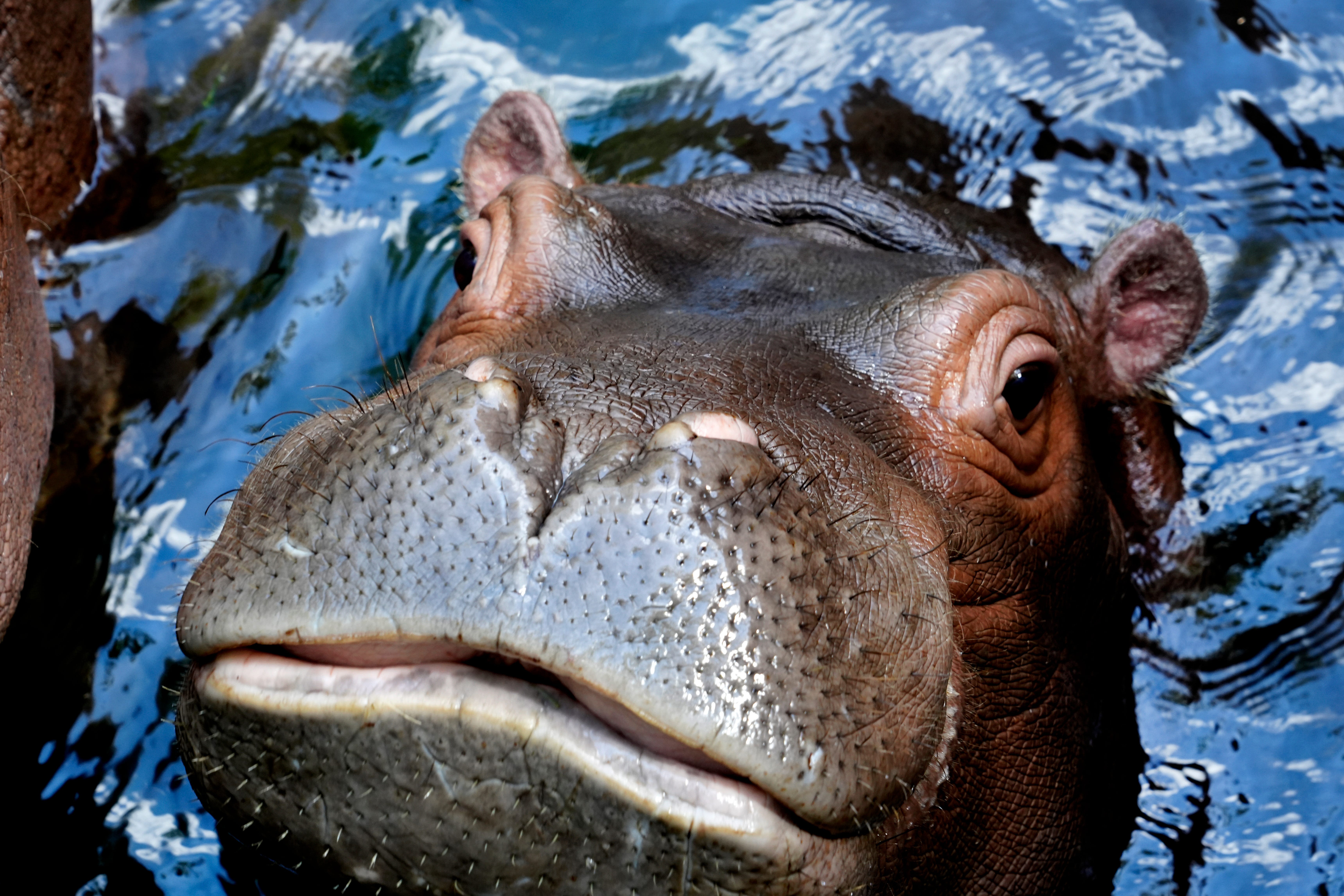 Gracie Abrams in TikTok about Cincinnati Zoo hippo: 'Miss you Fritz'