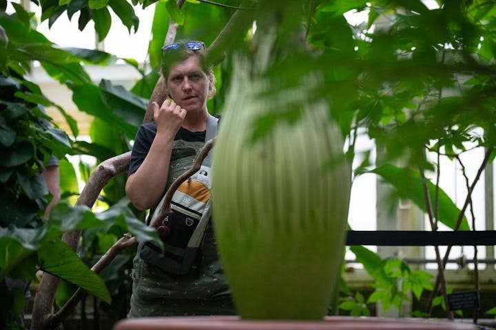 Como Park's corpse flower is starting to stink — here's how to watch it bloom