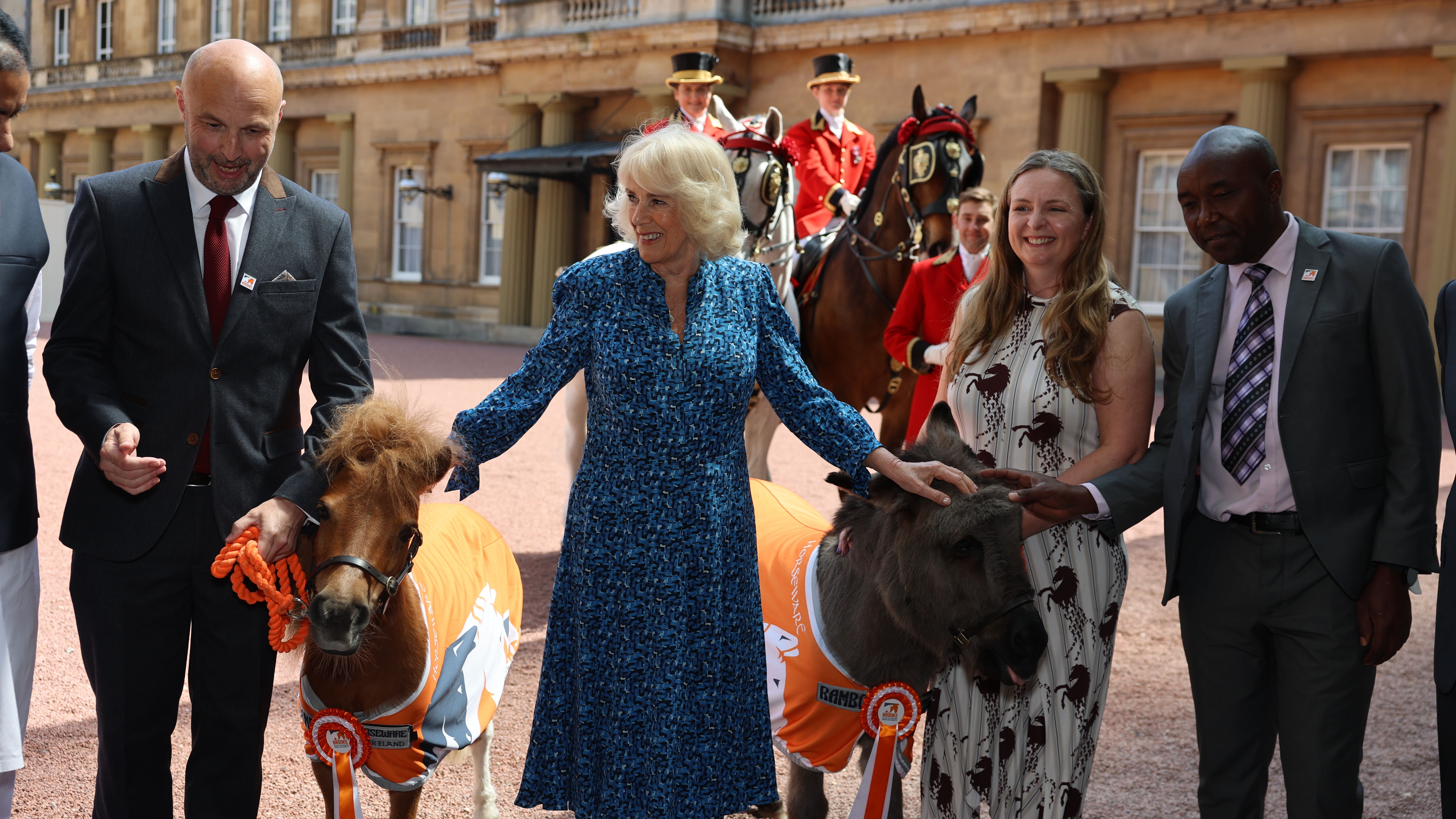 Camilla feeds donkeys and horses while hosting equine charity reception