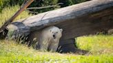 Columbus Zoo works to keep animals cool amid heat wave