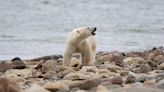 Bad News for Our Southernmost Polar Bears