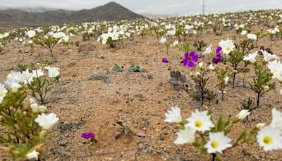 Chile desert surprises with rare winter bloom