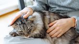 Disabled Maine Coon Cat Doesn't Let His Head Injury Keep Him From the Good Life
